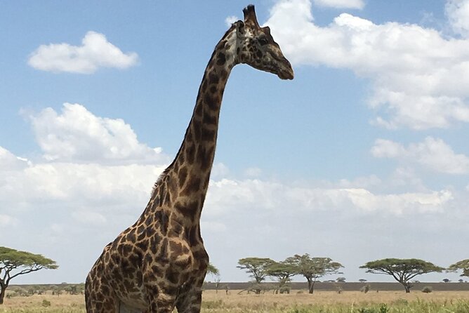 5 day safari Tarangire Serengeti and Ngorongoro crater - Why this five-day route works