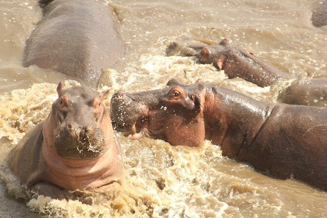 5 day safari Tarangire Serengeti and Ngorongoro crater - Day 3: A full Serengeti game-drive day