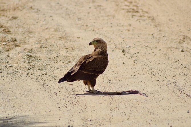5 day safari Tarangire Serengeti and Ngorongoro crater - Day 5: Ngorongoro Crater’s concentrated wildlife