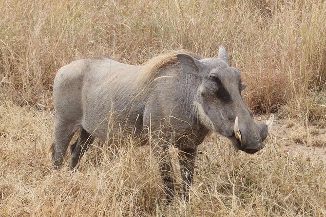 5 day safari Tarangire Serengeti and Ngorongoro crater - Lodging, meals, and everyday comfort