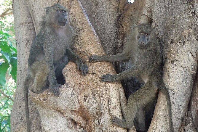 5 day safari Tarangire Serengeti and Ngorongoro crater - The guide and vehicle make the difference