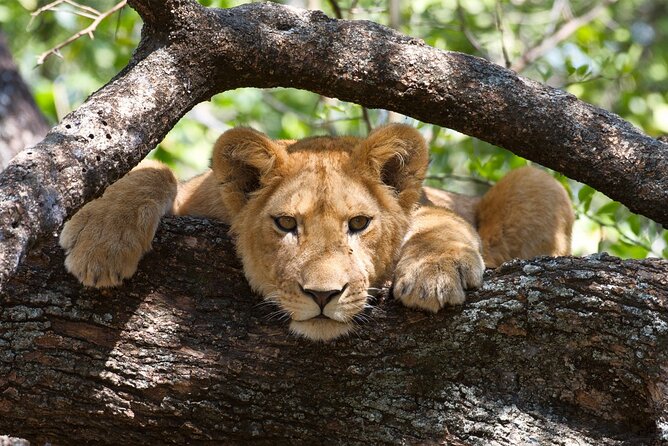 5 Day: Scenic Northern Circuit Safari - Day 3: Your most flexible day in the Serengeti