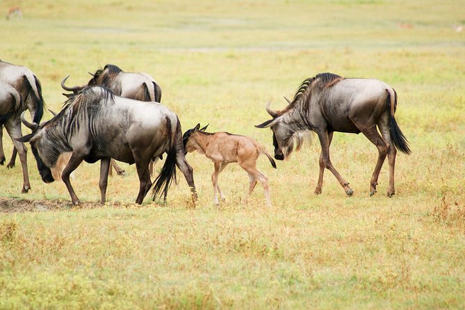 5 Day Serena Luxury Tanzania Safari - Why this northern Tanzania route works
