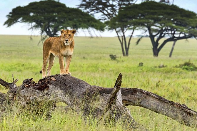 5 Day Serena Luxury Tanzania Safari - Day 2: Crossing into the Serengeti