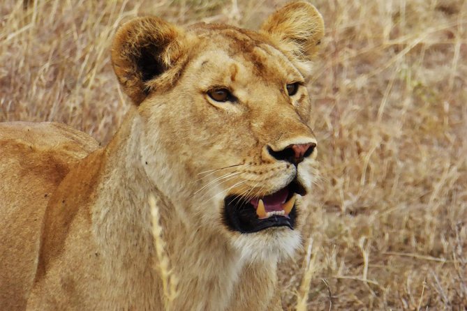 5 Day Serena Luxury Tanzania Safari - Day 3: A second look at the Serengeti