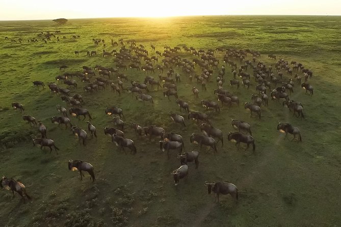 5 Day Serena Luxury Tanzania Safari - Day 5: Crater game viewing and the return to Arusha