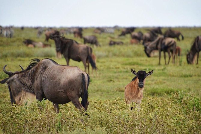 5 Day Serena Luxury Tanzania Safari - Day 1: Tarangire’s elephants and baobab country