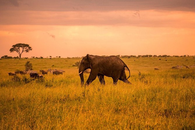 5 Day Serengeti Luxury Safari - Day 4: Olduvai Gorge and the Ngorongoro highlands