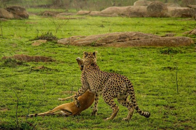 5 Day Serengeti Luxury Safari - Day 5: Descending into Ngorongoro Crater