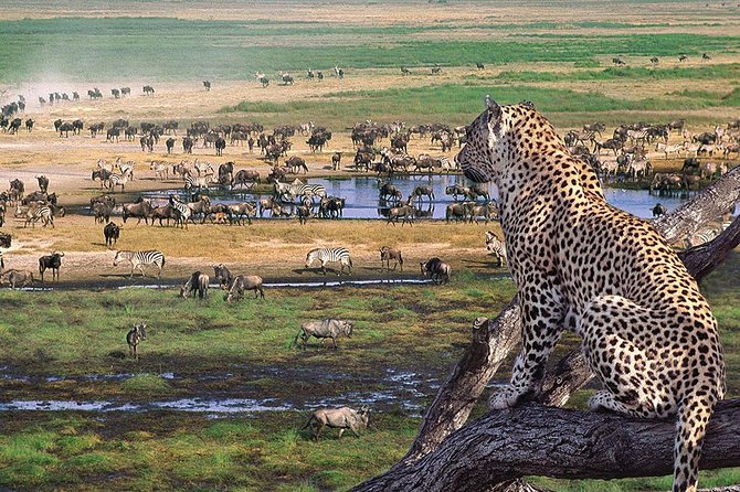 5 Day Serengeti Luxury Safari - Comfort, guide service, and practical details