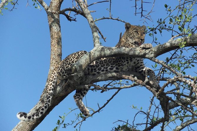 5 Day Serengeti, Tarangire, & Ngorongoro & Manyara Grass Root Safari. - What $1,100 buys you on this northern circuit