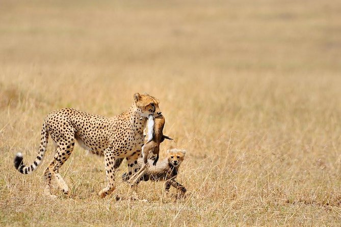 5 Day Serengeti, Tarangire, & Ngorongoro & Manyara Grass Root Safari. - Day 2: From the highlands to the endless Serengeti