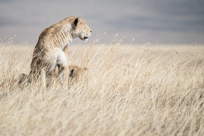 5 Day Serengeti, Tarangire, & Ngorongoro & Manyara Grass Root Safari. - Day 5: Lake Manyara, flamingos, and the Rift Valley