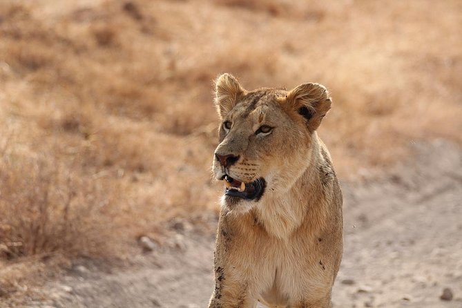 5 Day Serengeti, Tarangire, & Ngorongoro & Manyara Grass Root Safari. - Day 1: Tarangire and the river that draws elephants