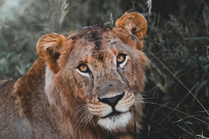 5 Day Tanzania Safari - Key points to know before booking
