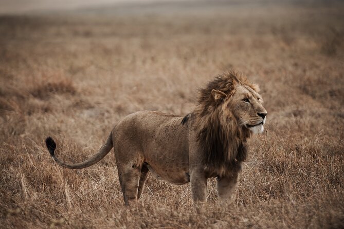 5 Day Tanzania Safari - Three parks, three different safari moods
