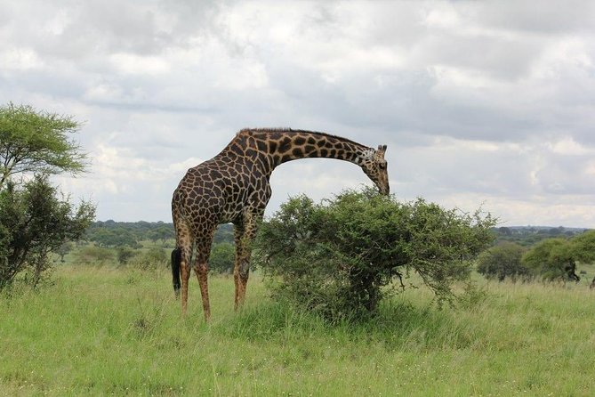 5 Days / 4 Nights Join group safari - Starting in Arusha at 7:00 am