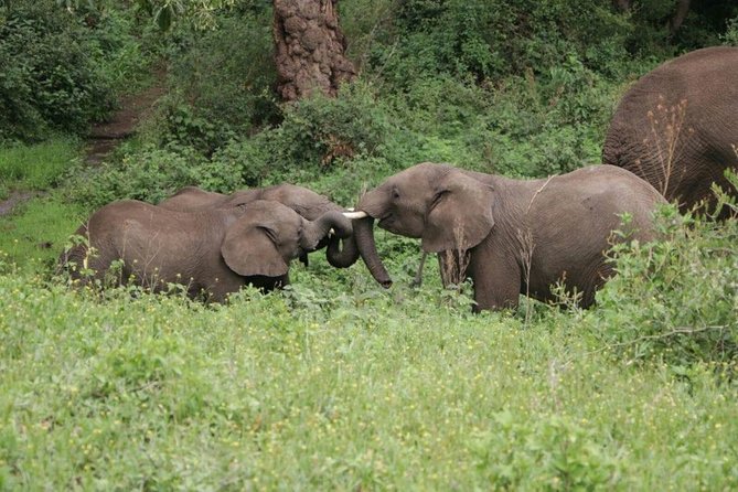 5 Days / 4 Nights Join group safari - The six-person vehicle is a real advantage