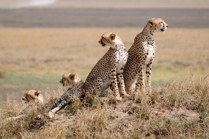 5 Days / 4 Nights Join group safari - Tarangire: a strong first park