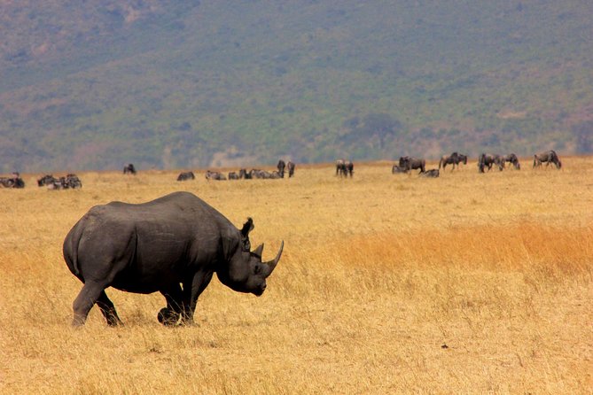 5 Days 4 Nights Tarangire, Serengeti , Ngorongoro & Manyara Wildlife Safari - Meals, price, and the real value of the package