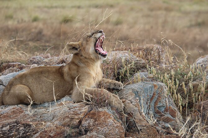 5 Days Best of Tanzania Luxury Safari Northern Circuit - Meals, accommodation, and the meaning of luxury