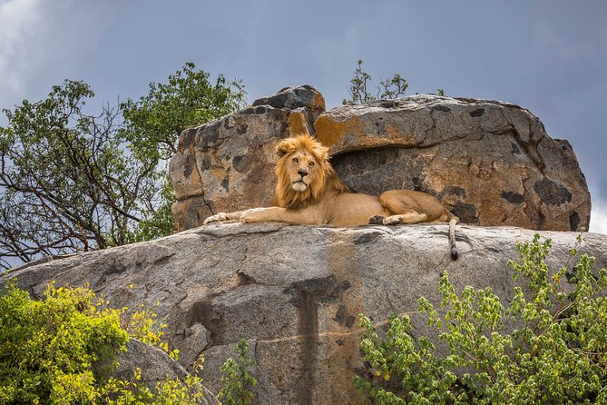 5 Days Budget Private Safari, Tanzania - What this five-day safari is really offering