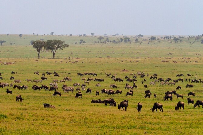 5 Days Budget Safari in Tanzania - Day 1: elephants and baobabs at Tarangire