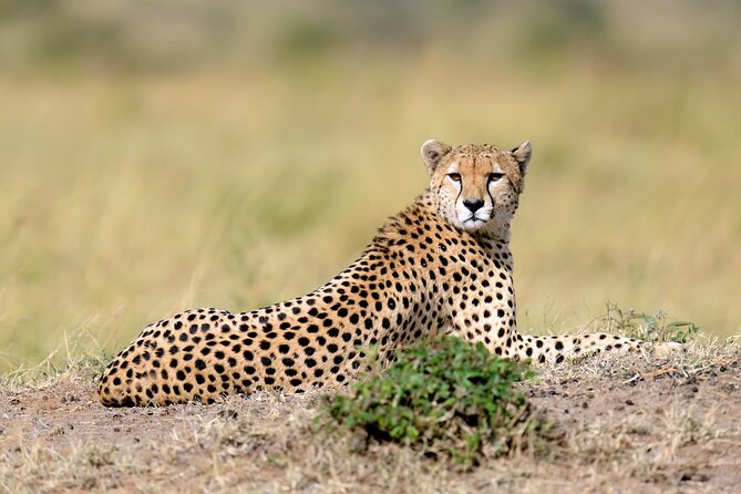 5 Days Budget Safari in Tanzania - Day 4: inside the Ngorongoro Crater