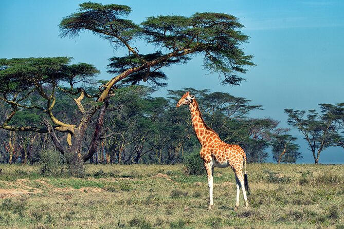 5 Days Budget Safari in Tanzania - Day 5: birds, primates, and tree-climbing lions at Manyara