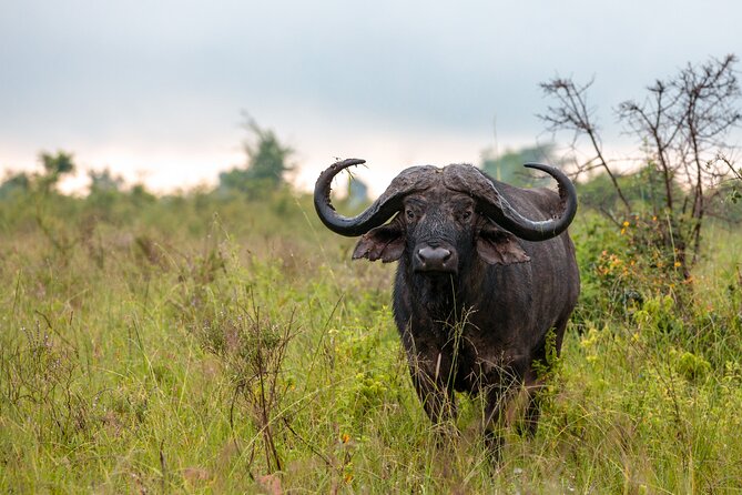 5 Days Budget Safari in Tanzania - Guides, food, and the human side of the safari