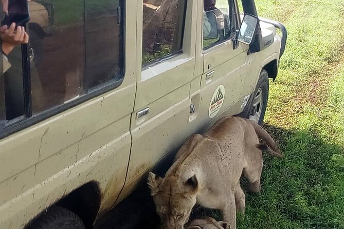 5 Days Camping Tarangire, Serengeti & Ngorongoro crater & Visiting Maasai - The people who make or break the safari