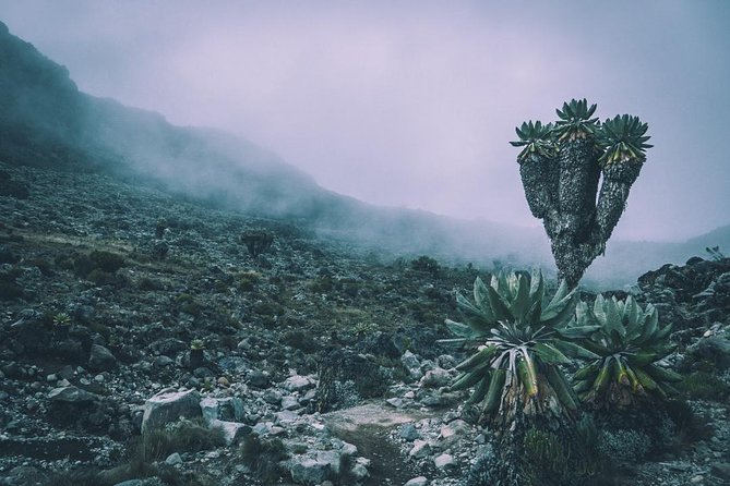 5 Days cheapest Kilimanjaro Marangu Route - Day Four: Gilman’s Point and Uhuru Peak