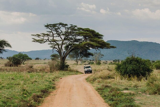 5 Days Fantastic Tanzania Lodge Safaris - Day 1: Tarangire’s elephants and baobab country