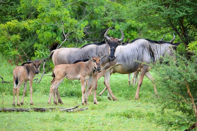 5 Days Fantastic Tanzania Lodge Safaris - Day 2: Reaching the Serengeti by midday