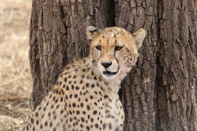 5 Days Fantastic Tanzania Lodge Safaris - Day 3: From more Serengeti time to the crater rim