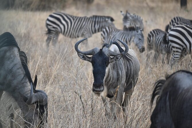 5 Days Group Camping Safari - Why this five-day route works