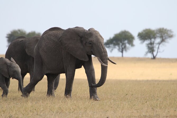 5 Days Group Camping Safari - Day 5: Descending into Ngorongoro Crater