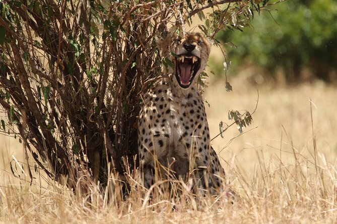 5 Days Group Camping Safari - What the $1,100 price buys you