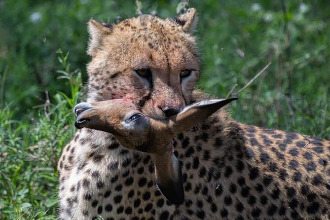 5-Days Lake Manyara, Serengeti, Ngorongoro Crater and Tarangire - What this five-day route is really designed to do