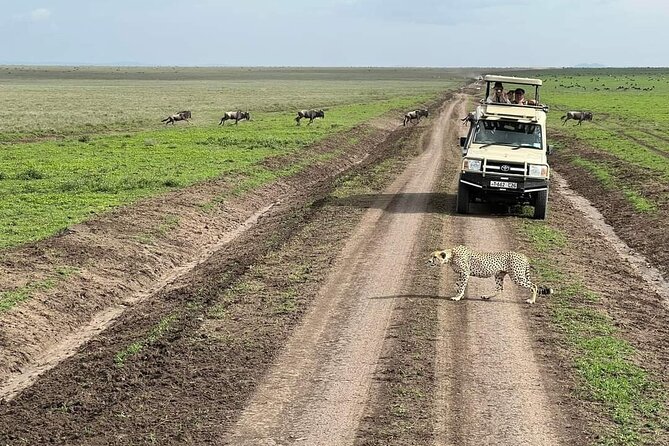 5-Days Lake Manyara, Serengeti, Ngorongoro Crater and Tarangire - Day 5: Tarangire’s baobabs and elephant country