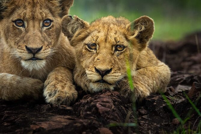 5-Days Lake Manyara, Serengeti, Ngorongoro Crater and Tarangire - Day 1: Lake Manyara’s forest and lakeshore