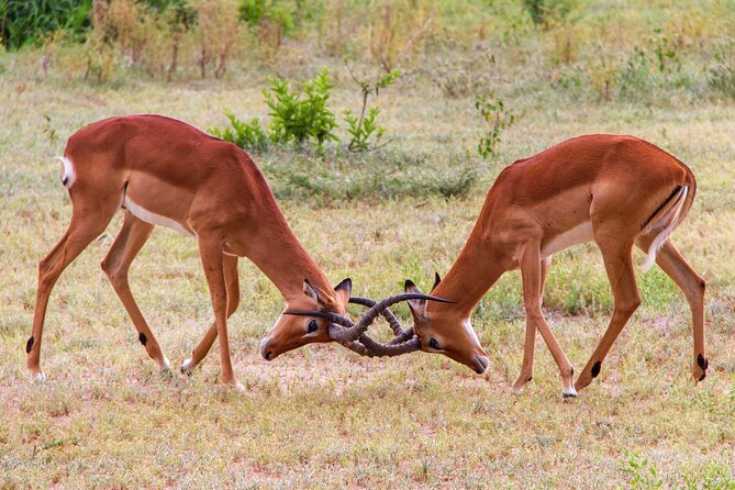 5 Days Lodge Luxury: A Taste of Tanzania Safari - Day 1: A gentle arrival at Usa River