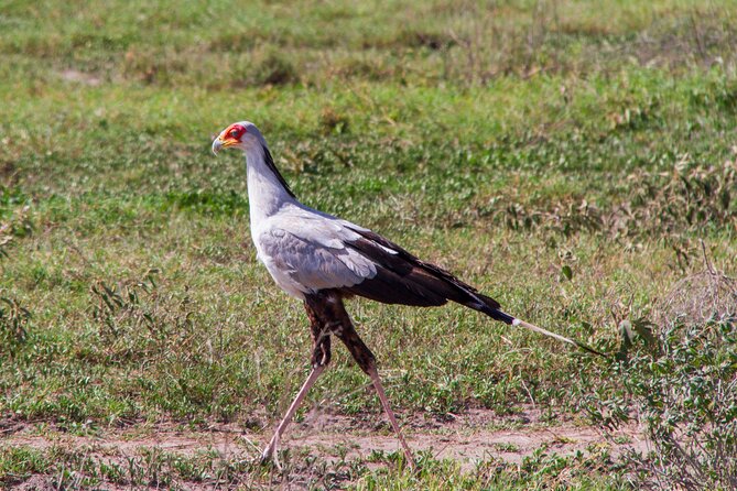5 Days Lodge Luxury: A Taste of Tanzania Safari - Day 3: Down into the Ngorongoro Crater