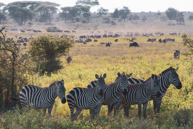 5 Days Lodge Luxury: A Taste of Tanzania Safari - Day 4: Lake Manyara and its unusual lions
