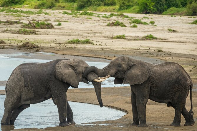 5 Days Lodge Luxury: A Taste of Tanzania Safari - Day 5: A simple airport transfer