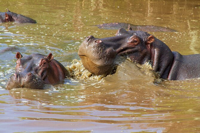 5 Days Lodge Luxury: A Taste of Tanzania Safari - What the $2,693 price buys you