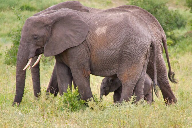 5 Days Lodge Luxury: A Taste of Tanzania Safari - Comfort, guides, and the private format