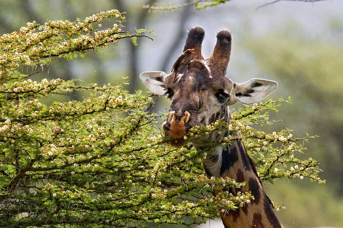 5 Days Lodge Luxury: A Taste of Tanzania Safari - Day 2: Tarangire’s elephants and baobab country