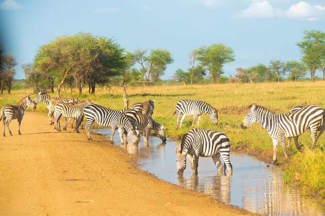 5 Days Lodge Safari. - Why this northern Tanzania route works