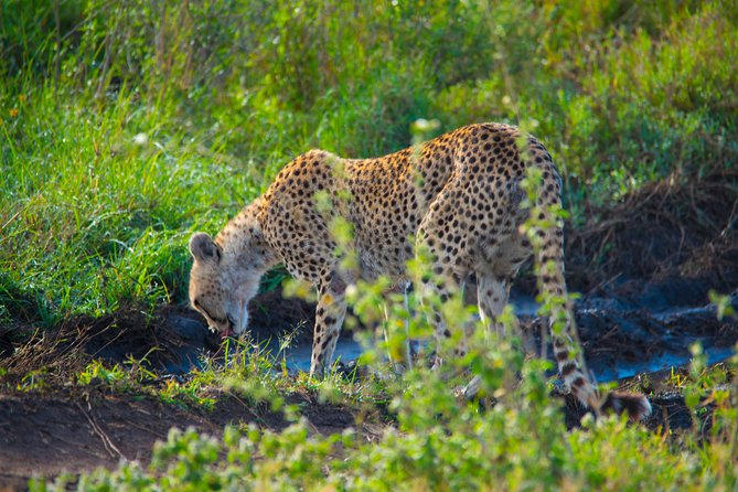 5 Days Lodge Safari. - Day three: A full game drive in Serengeti